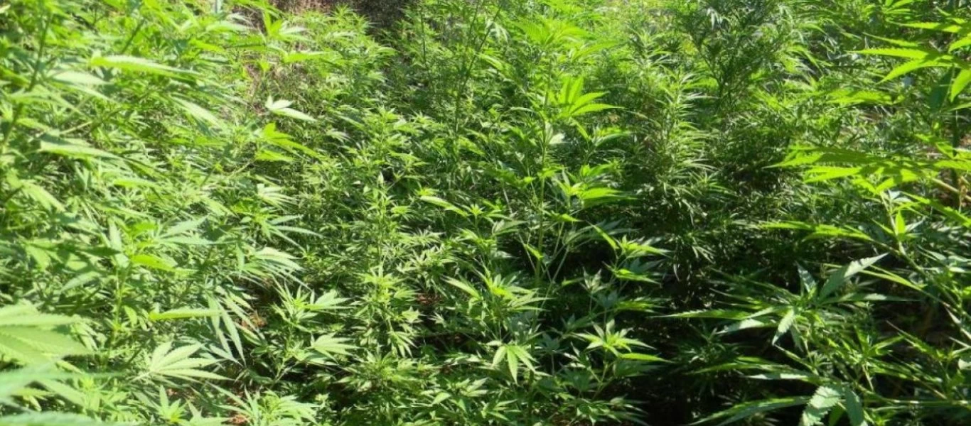 Ρόδος: Δεύτερη σύλληψη επιχειρηματία για διακίνηση νόμιμης βιομηχανικής κάνναβης